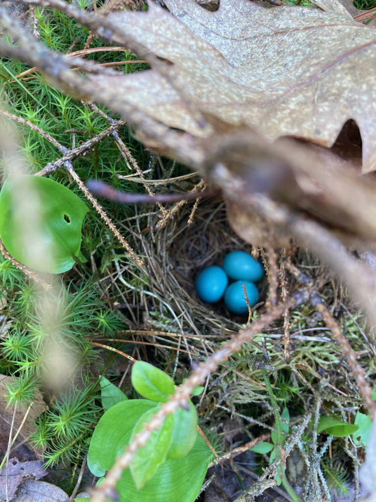 Hermit thrush eggs